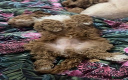 Cockapoo dogs for sale: Cockerpoo 8 months boy - Image 4