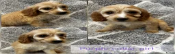 Cockapoo dogs for sale: 5 beautiful F1B cockapoo puppy’s  - Advert 3