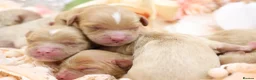 Cavapoo dogs for sale: Health Tested Cavapoo Puppies - Advert 5
