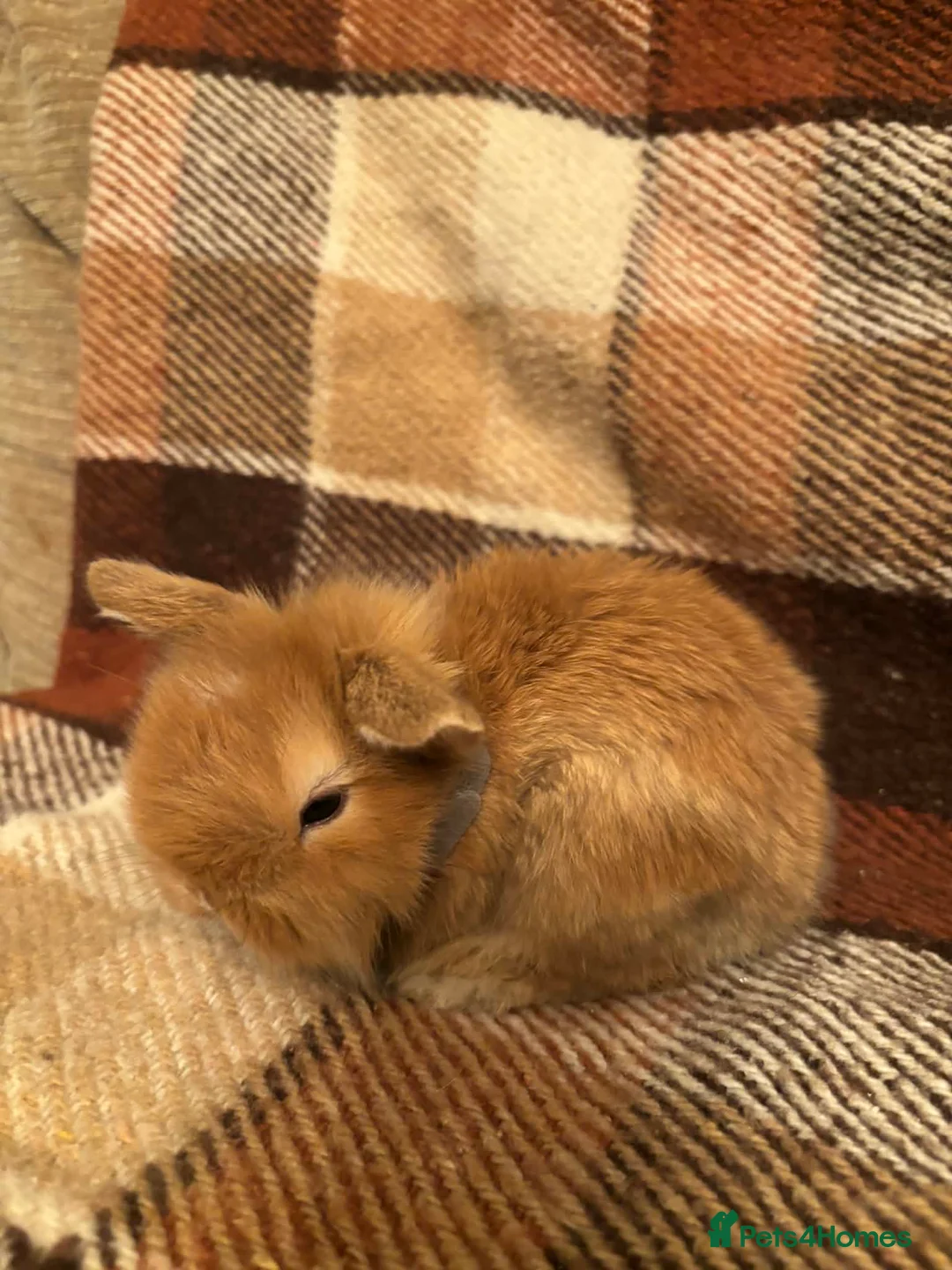 Mini Lop rabbits for sale: Baby Mini Lop rabbits available to loving homes.  - Advert 1