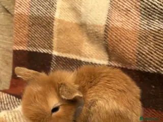 Mini Lop rabbits Baby Mini Lop rabbits available to loving homes. - Advert 5