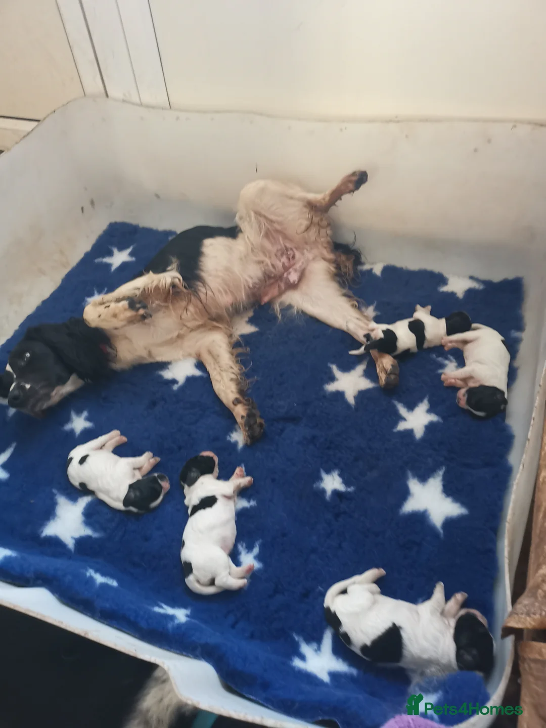 Sprocker dogs for sale: 5 Lovely Sprockers blue roan in colour. - Advert 2