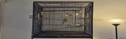 Budgerigars birds for sale: Green budgie for Sale - Folkestone £115 ONO.  in Folkestone - Advert 6