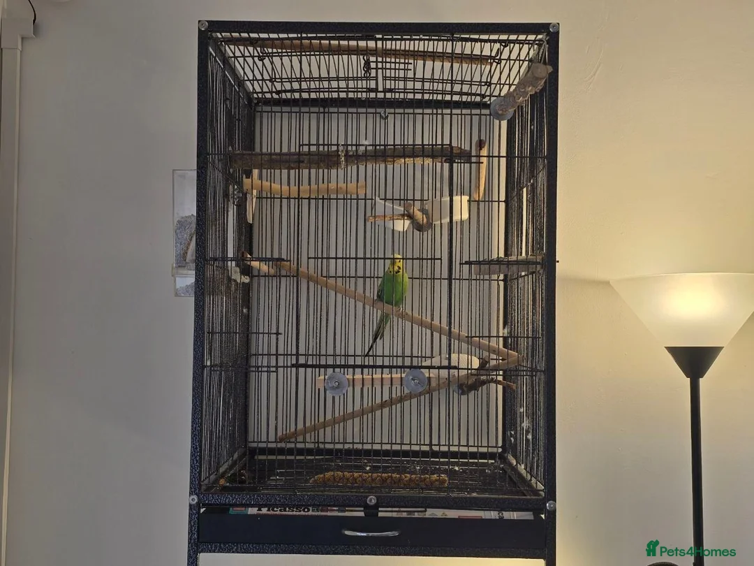 Budgerigars birds for sale: Green budgie for Sale - Folkestone £115 ONO.  in Folkestone - Advert 6