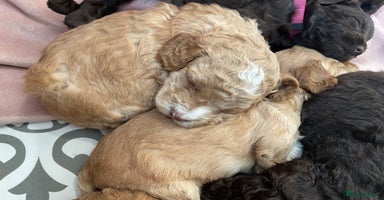 Cockapoo dogs - Advert 5