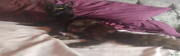 Mixed Breed cats for sale: 5 week old beautiful fluffy babies.  - Advert 1
