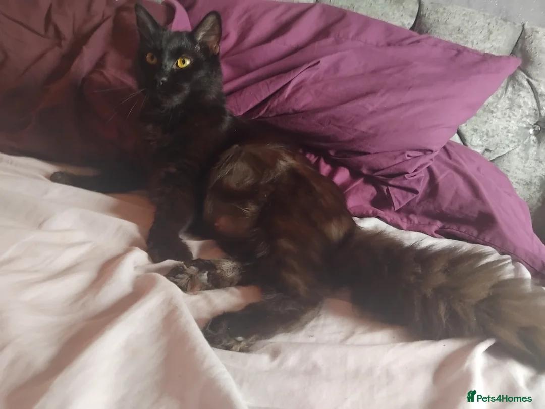 Mixed Breed cats for sale: 5 week old beautiful fluffy babies.  - Advert 1