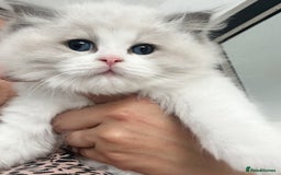 Ragdoll cats for sale: ⚜️⚜️ Male Available (Reserved).⚜️⚜️ in Warwick - Image 2