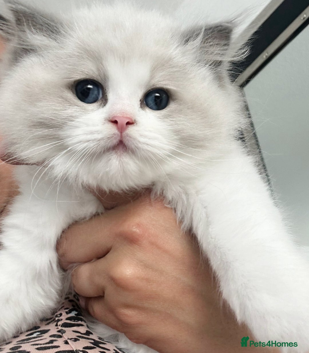 Ragdoll cats for sale: ⚜️⚜️ Male Available (Reserved).⚜️⚜️ in Warwick - Image 2