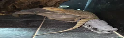 Bearded Dragon reptiles for sale: Orange Bearded Dragon with Complete 4ft Setup in Bolton - Advert 3