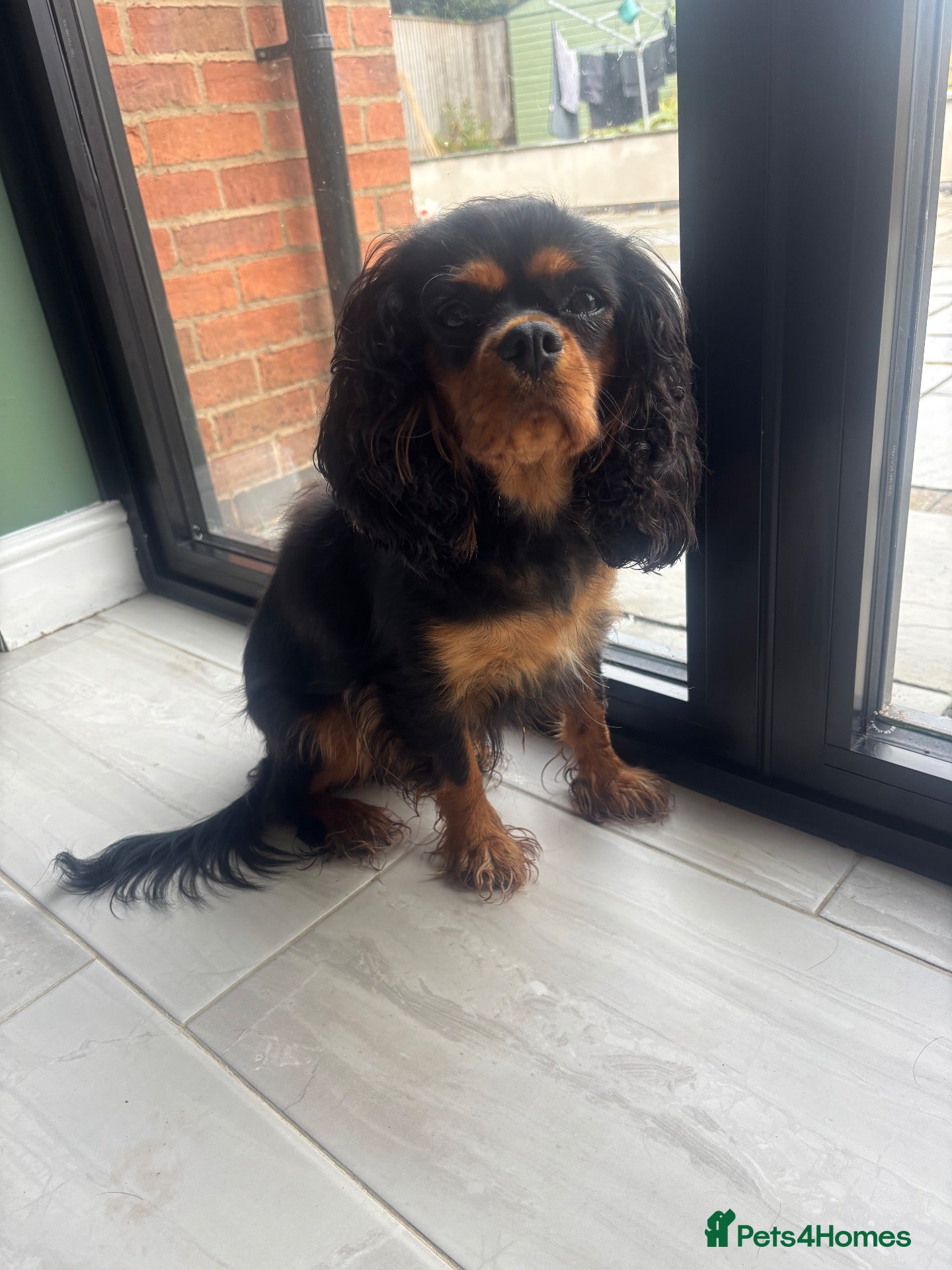 Cavalier King Charles Spaniel dogs Beautiful KC reg CKCS female 3yrs old - Advert 17