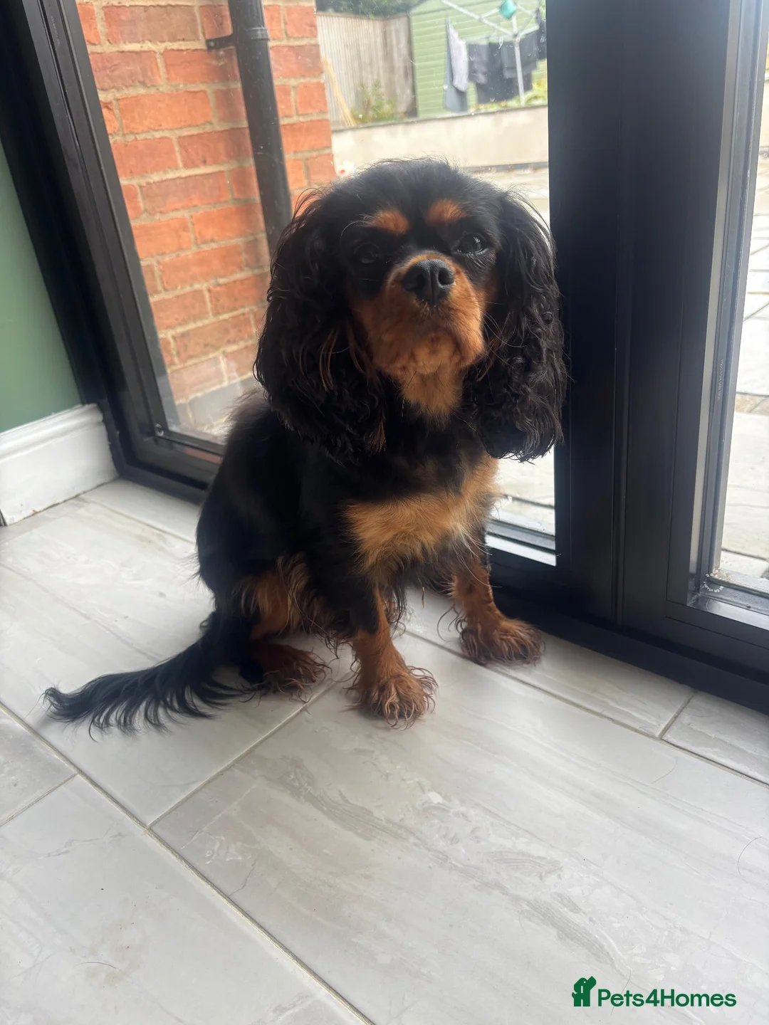 Cavalier King Charles Spaniel dogs for sale: Beautiful KC reg CKCS female 3yrs old - Advert 2