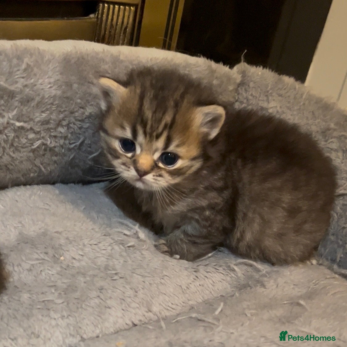 British Shorthair cats Beautiful Chunky Pure British Shorthair Kittens - Advert 2