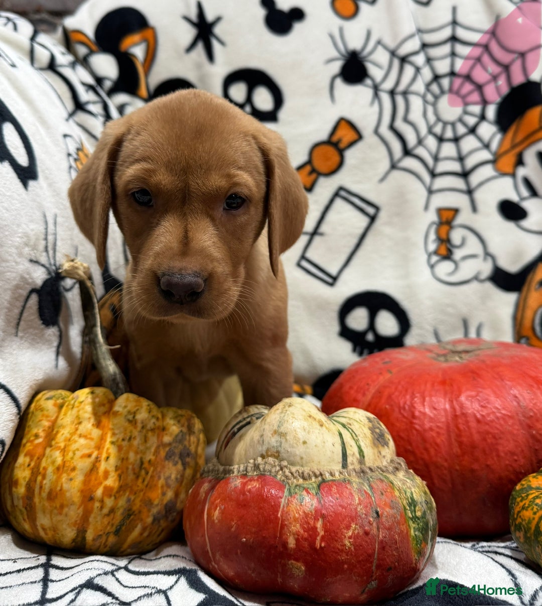 Labrador Retriever dogs for sale: Labrador pups - Image 24