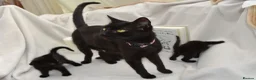 Mixed Breed cats for sale: Beautiful Maine Coon/Bombay Mix Kittens! in Edinburgh - Advert 11
