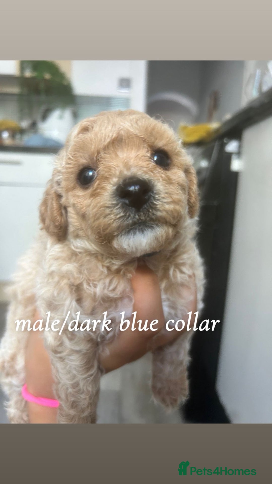 Poochon dogs for sale: Poochon Puppies - Image 17
