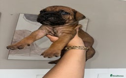 Cane Corso dogs for sale: Pure breed cane corso  - Image 22
