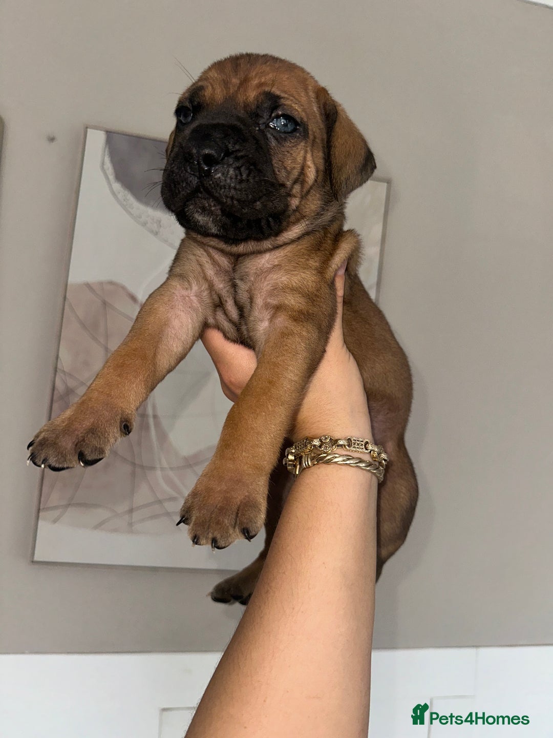 Cane Corso dogs for sale: Pure breed cane corso  - Image 22