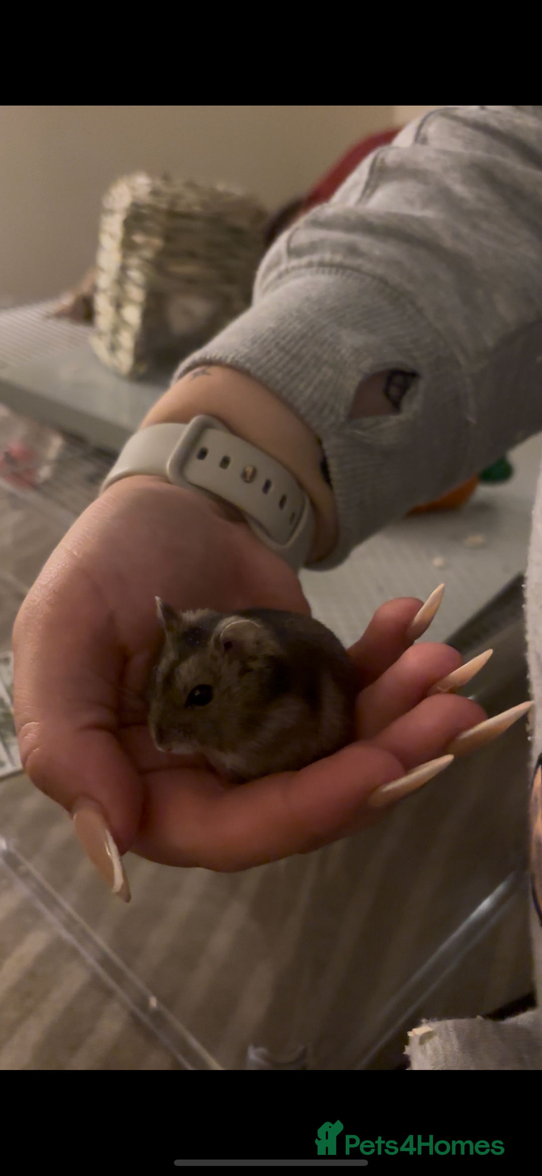 Hamster rodents for sale: Bonnie- 5m/o female Russian dwarf hamster  - Image 2