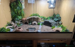 Leopard Gecko reptiles for sale: Leopard gecko and full setup for sale - Image 4