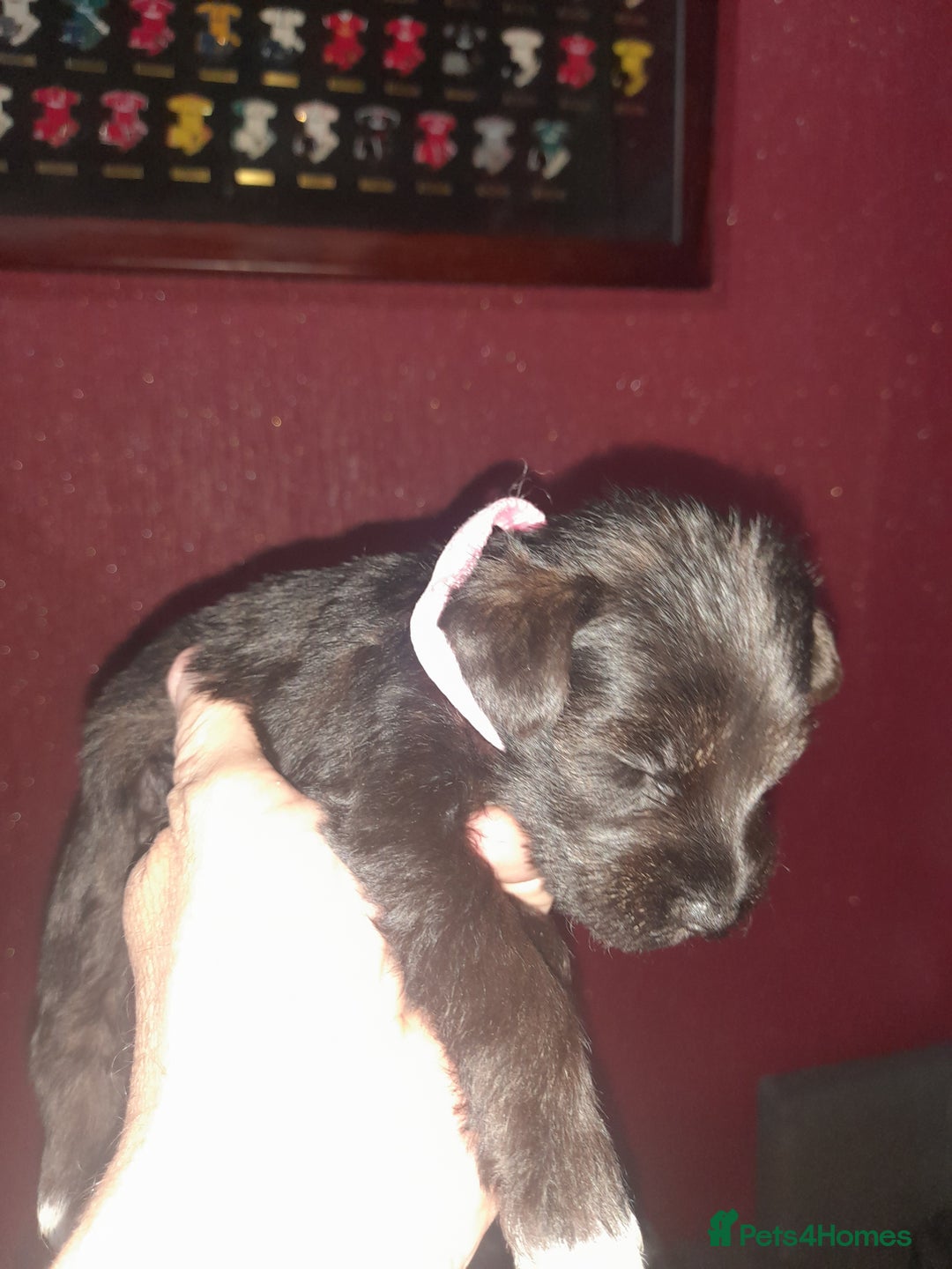 Mixed Breed dogs for sale: Snorkie pups - Image 23