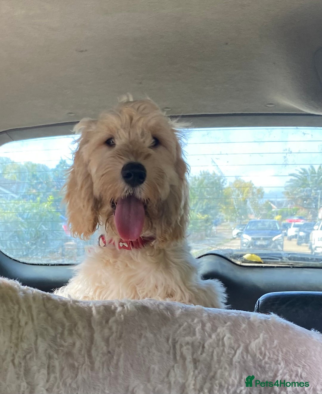 Cockapoo dogs for sale: Beautiful cockadoodle female puppy  - Image 2