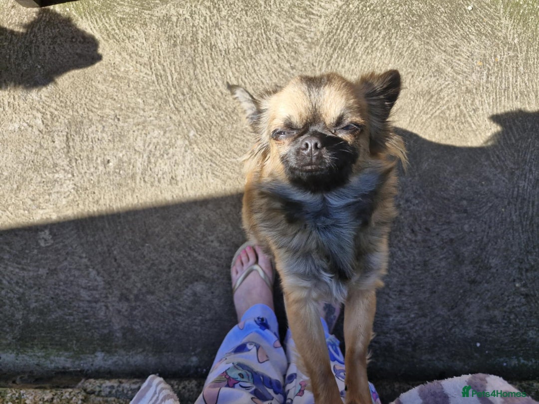 Pomchi dogs for sale: 2 beautiful pomchis - Image 1