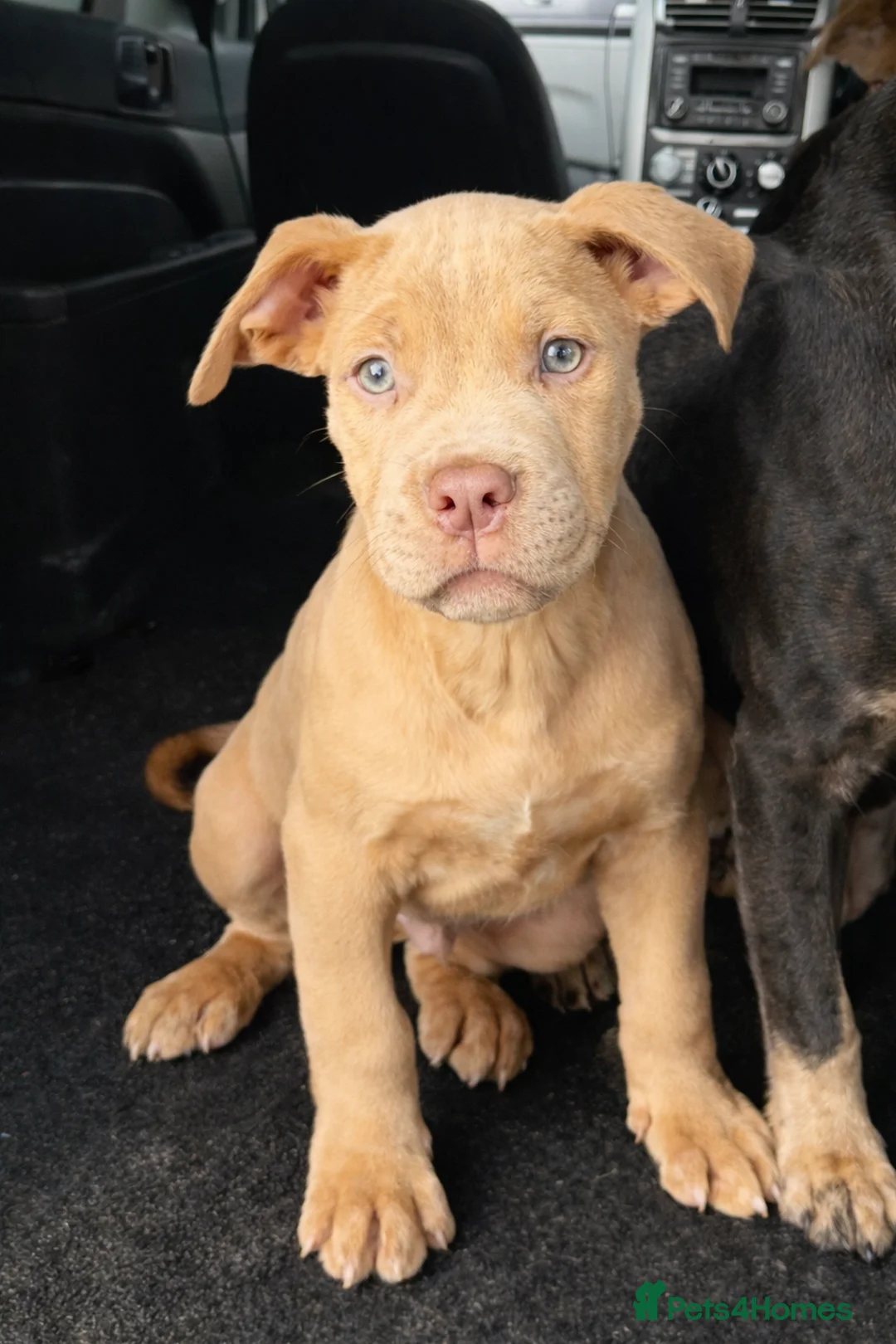 Mixed Breed dogs for sale: CaneCorso X Bully puppy’s  - Advert 3