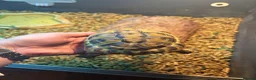 Hermann Tortoise reptiles for sale: Herman tortoise with enclosure set  - Advert 9