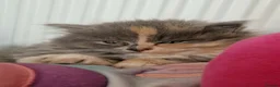 British Longhair cats for sale: Stunning British Longhair Kittens  - Advert 14