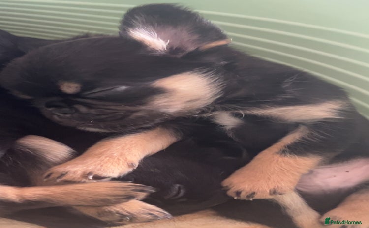 Mixed Breed dogs - Advert 2