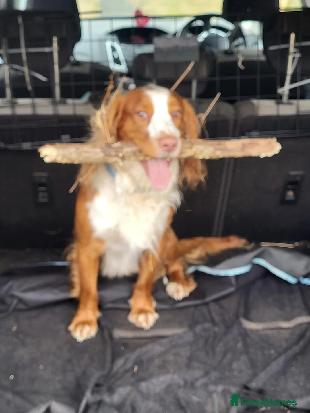 Cocker Spaniel dogs for sale: Cocker spaniel  bitch in Doncaster - Advert 4