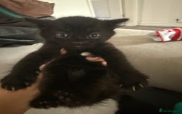 Mixed Breed cats for sale: Baby ready to go - Image 5