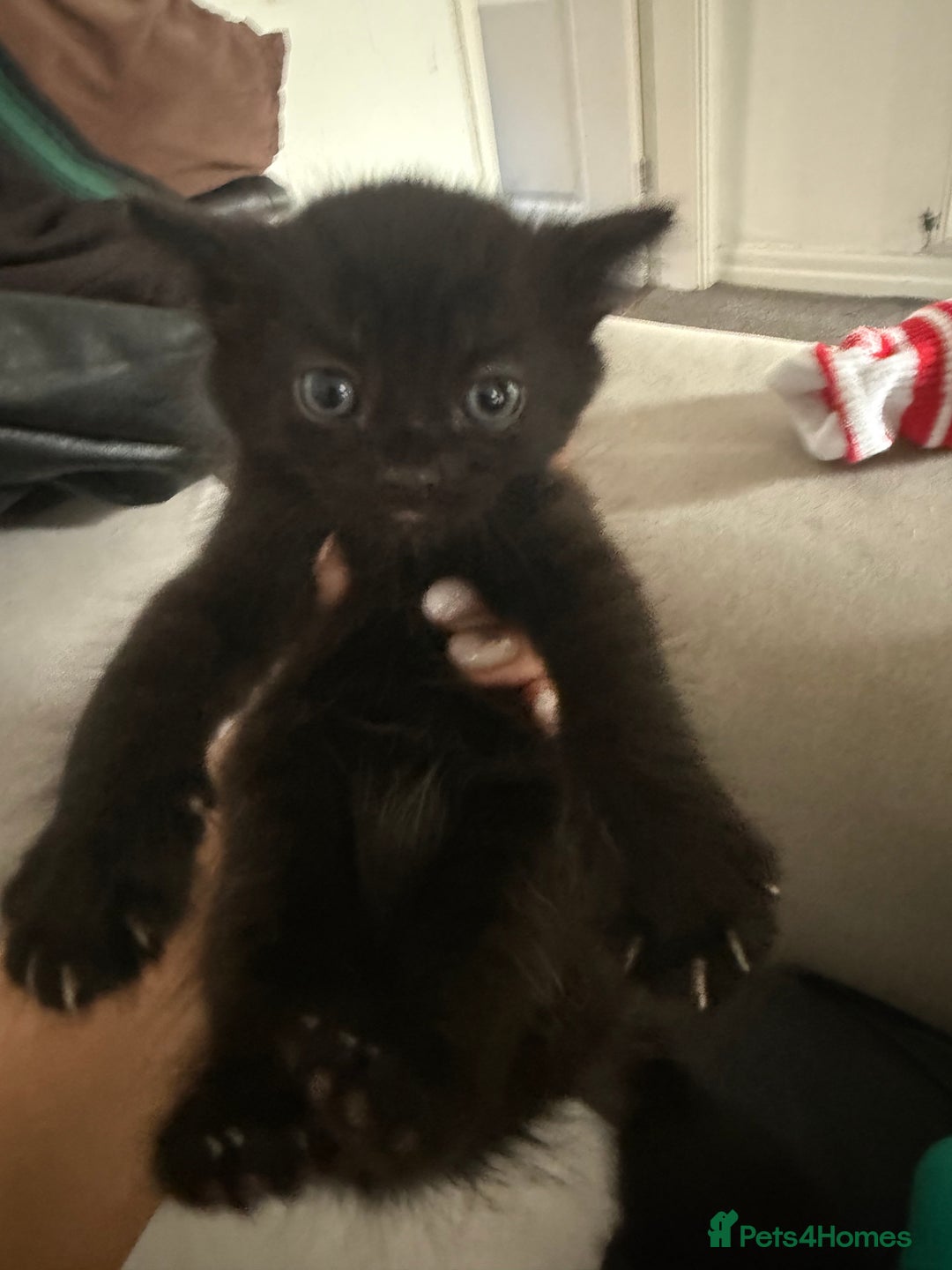 Mixed Breed cats for sale: Baby ready to go - Image 5