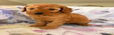 Labradoodle 1