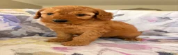 Labradoodle dogs for sale: LICENSED BREEDER F2b miniature labradoodles - Advert 36