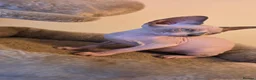 Sphynx cats for sale: Adorable Sphynx Kittens – 2 Males & 1 Female  - Advert 24