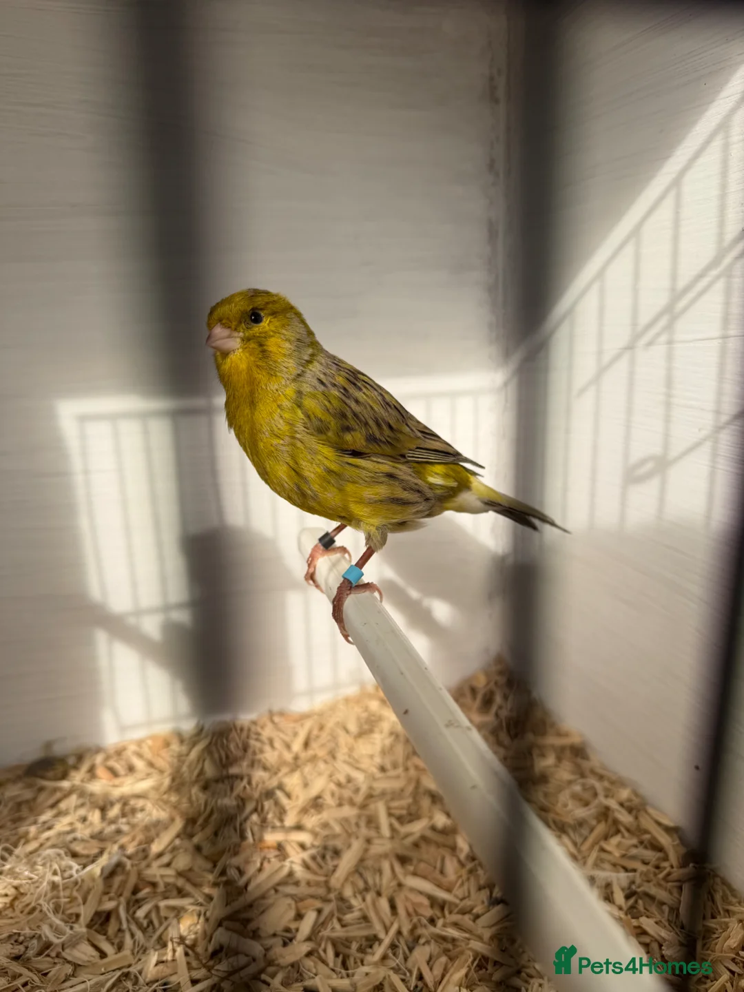 Canaries birds for sale: Cock canary for sale 2025 bird  in Worksop - Advert 5