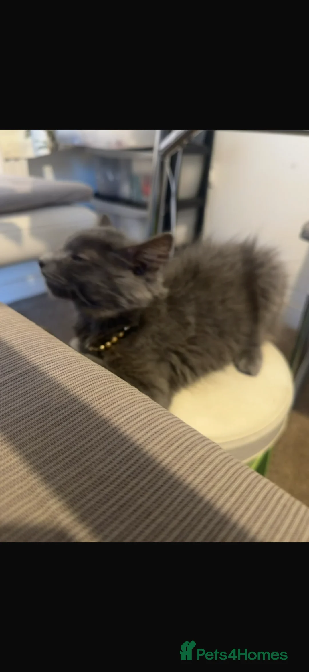 British Longhair cats for sale: Lovely cat for sale  - Advert 2
