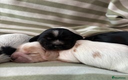 Cocker Spaniel dogs for sale: Beautiful Cocker Spaniel Puppies - Advert 5