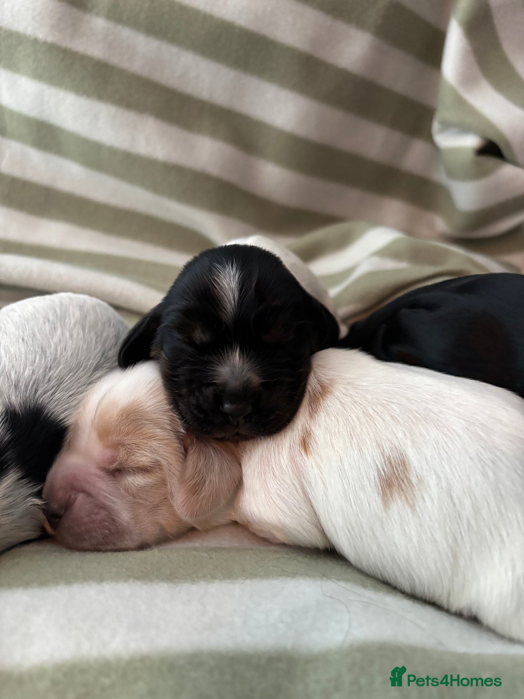 Cocker Spaniel dogs for sale: Beautiful Cocker Spaniel Puppies - Advert 5