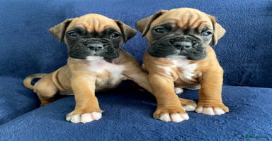 Boxer dogs - Advert 6