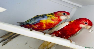 Parakeets birds - Advert 7