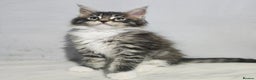 Maine Coon cats for sale: Mainecoon kittens tica registered  - Advert 10
