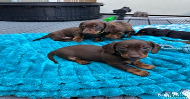 Dachshund dogs - Advert 5