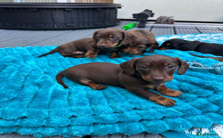 Dachshund dogs - Advert 8