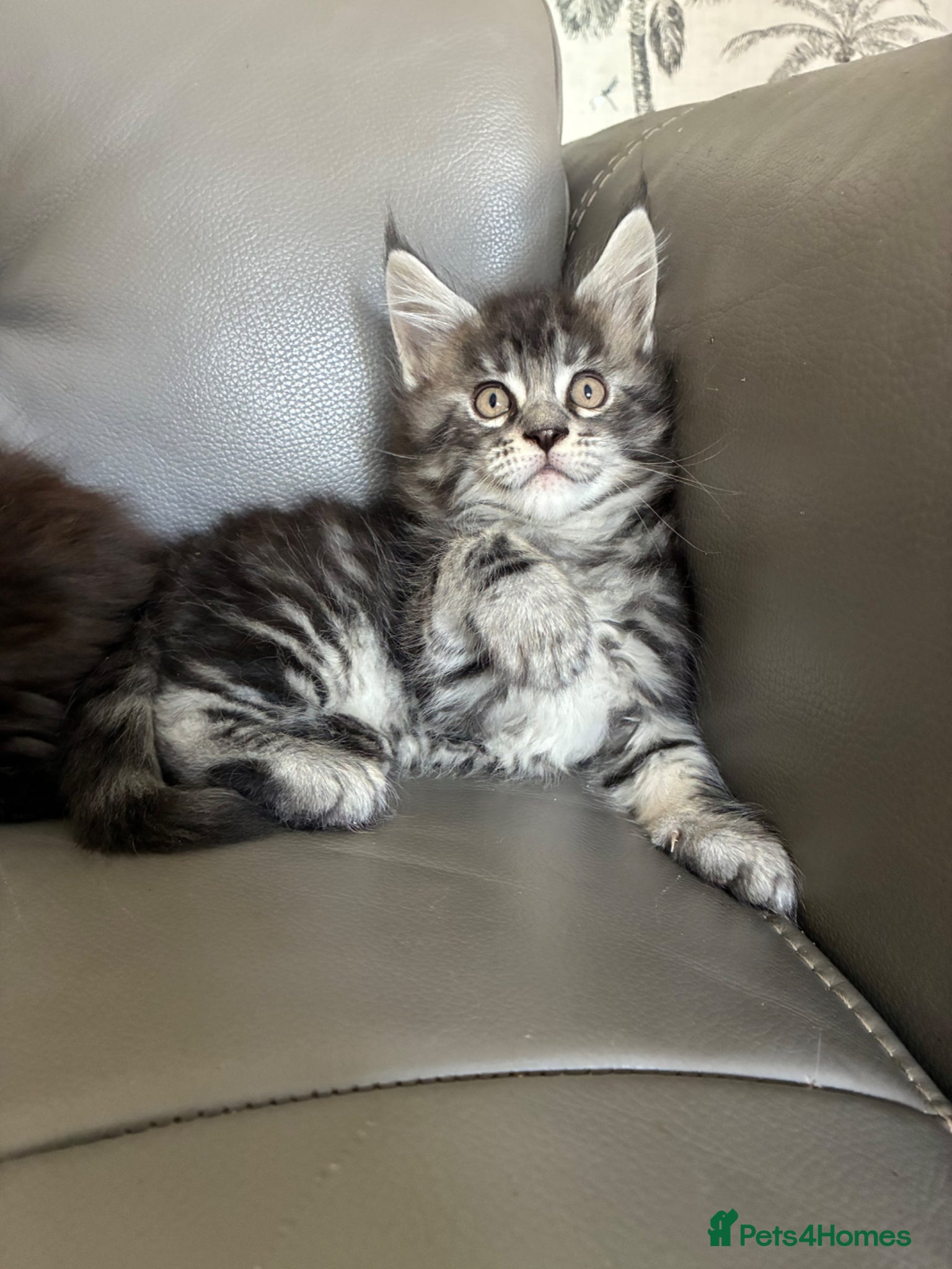 Maine Coon cats Maine coon kittens  - Advert 6