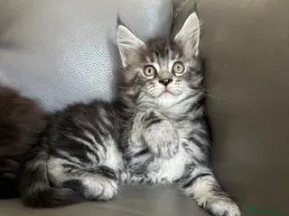 Maine Coon cats Maine coon kittens - Advert 11