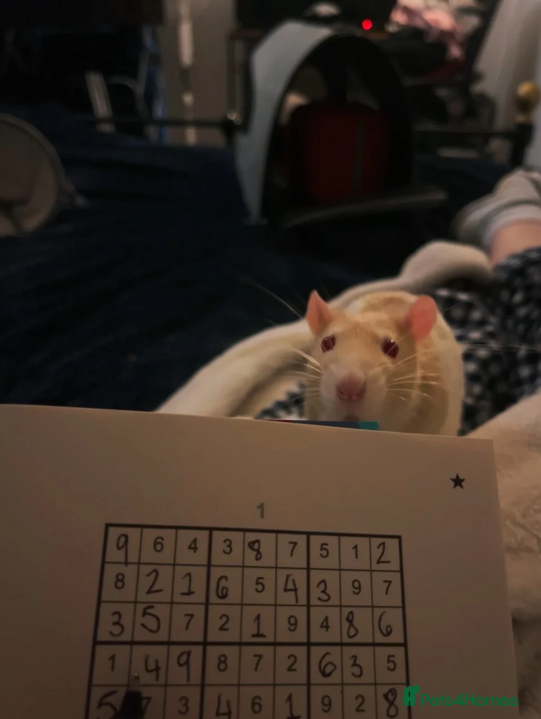 Rat rodents for sale: Dr Evil (Doc)- Male Albino Fancy Rat - Advert 2