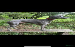 Whippet dogs for sale: Stunning whippet pups - Image 9